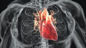 Čekání na transplantaci srdce bude nyní šetrnější.