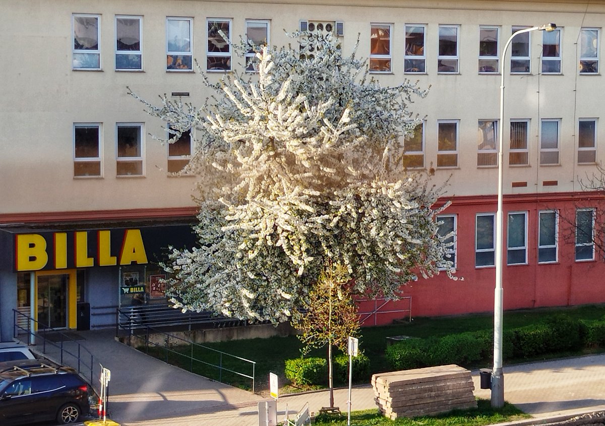 Kvete krásně *