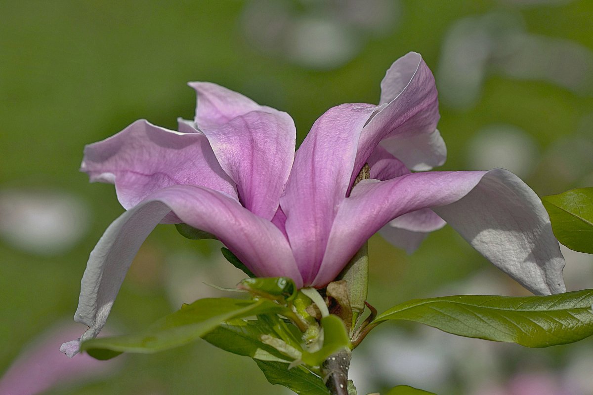 Magnolie