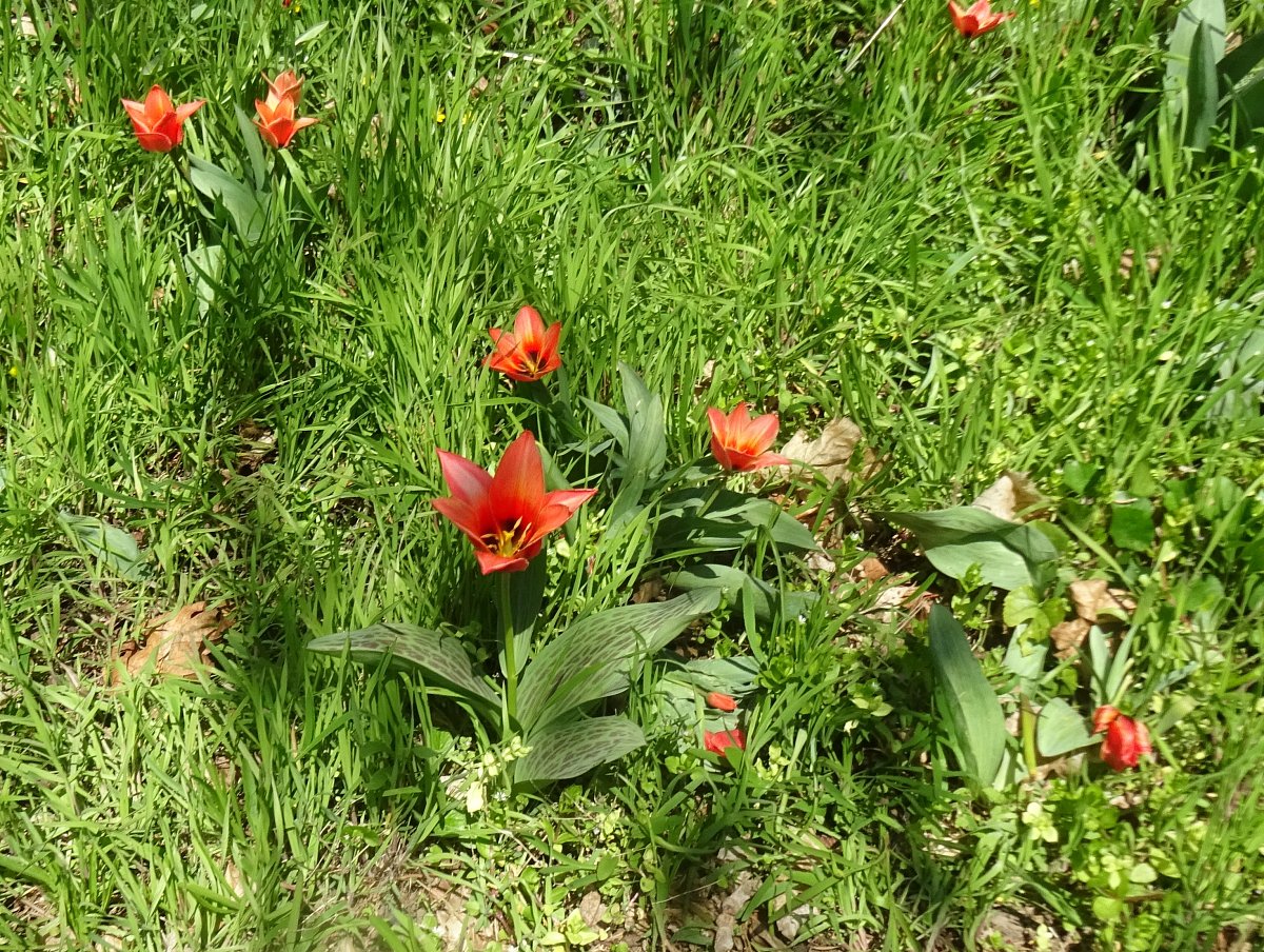Tulipánky