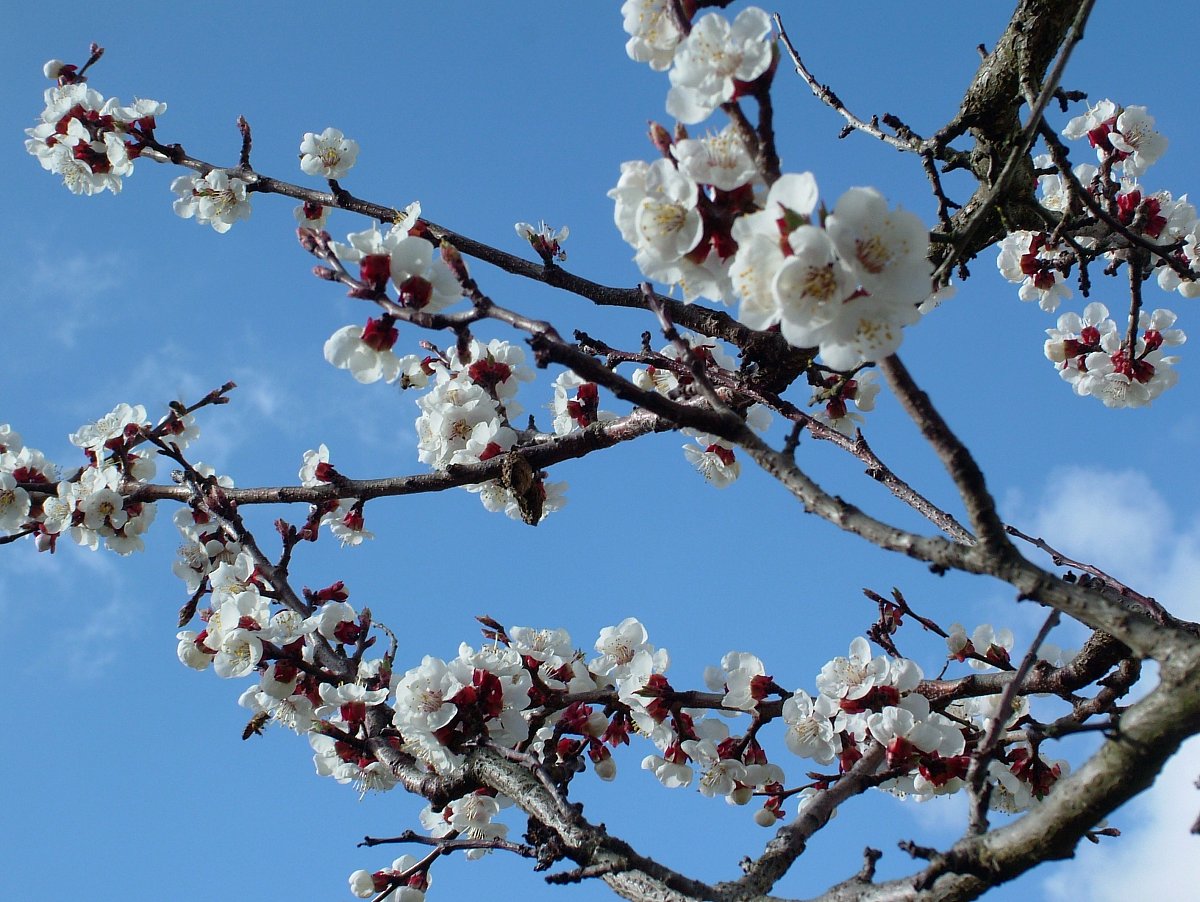 DSCF9525.JPG