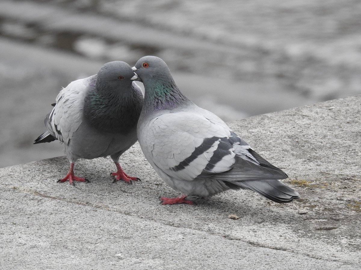 Když dva se rádi mají