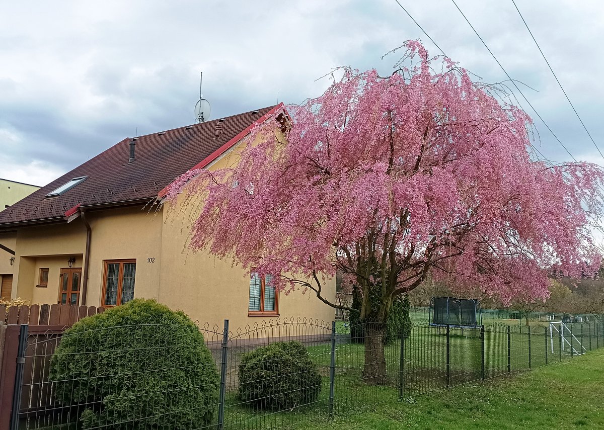 Růžová nádhera