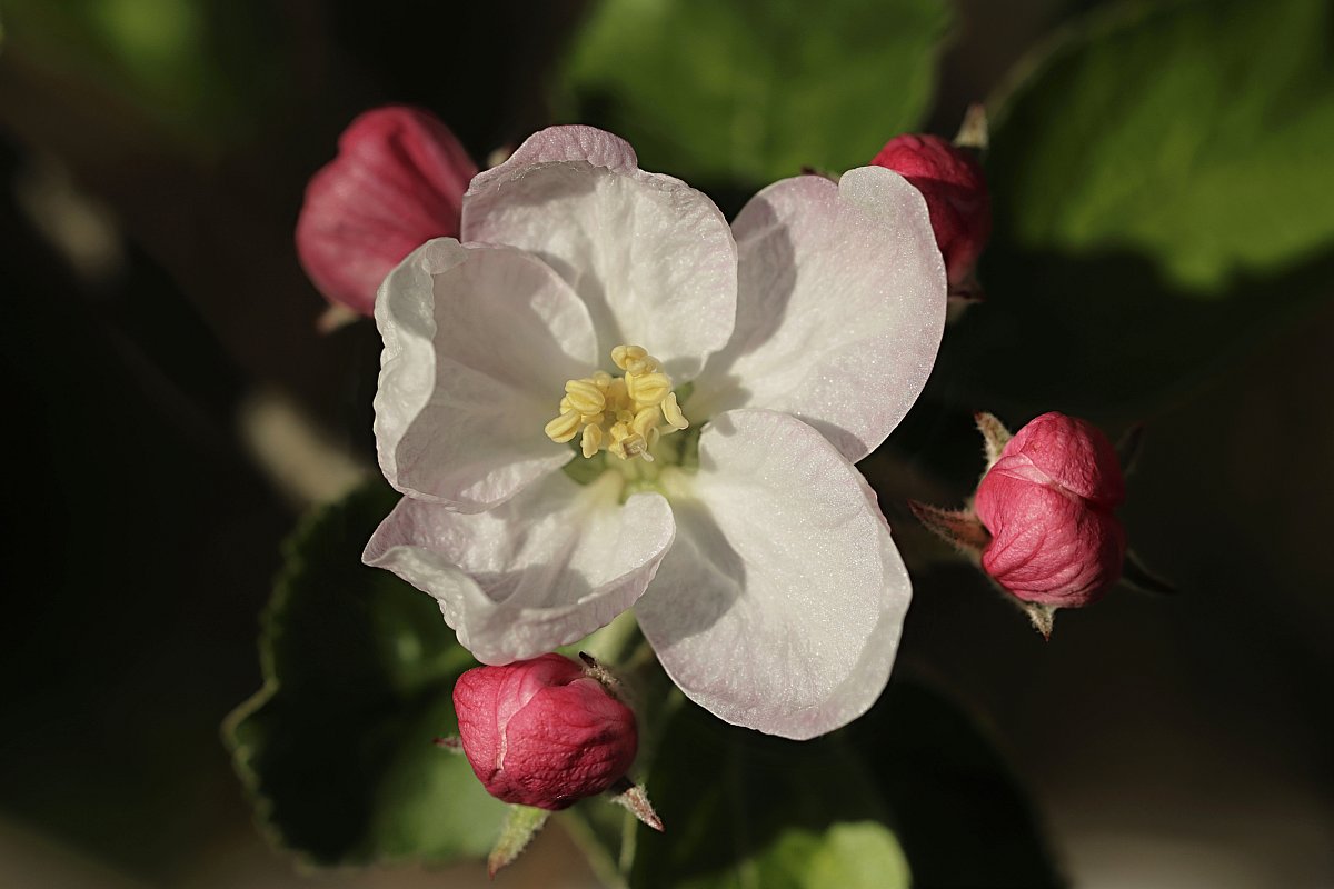 Jabloňový květ