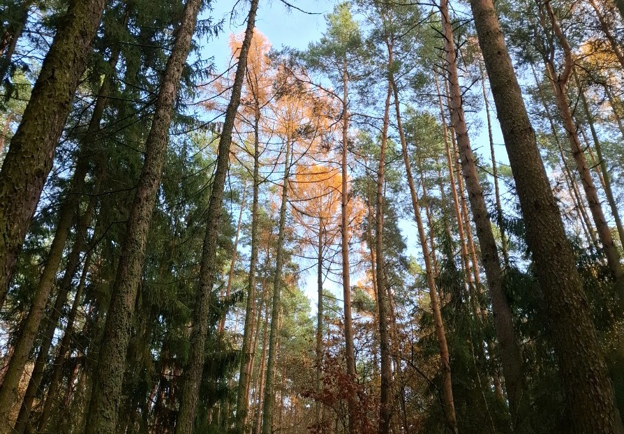 Podzimní toulky Lesní cestou