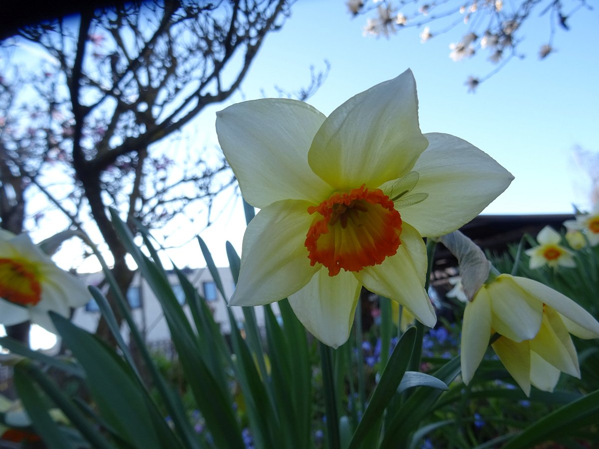 Narcisky...