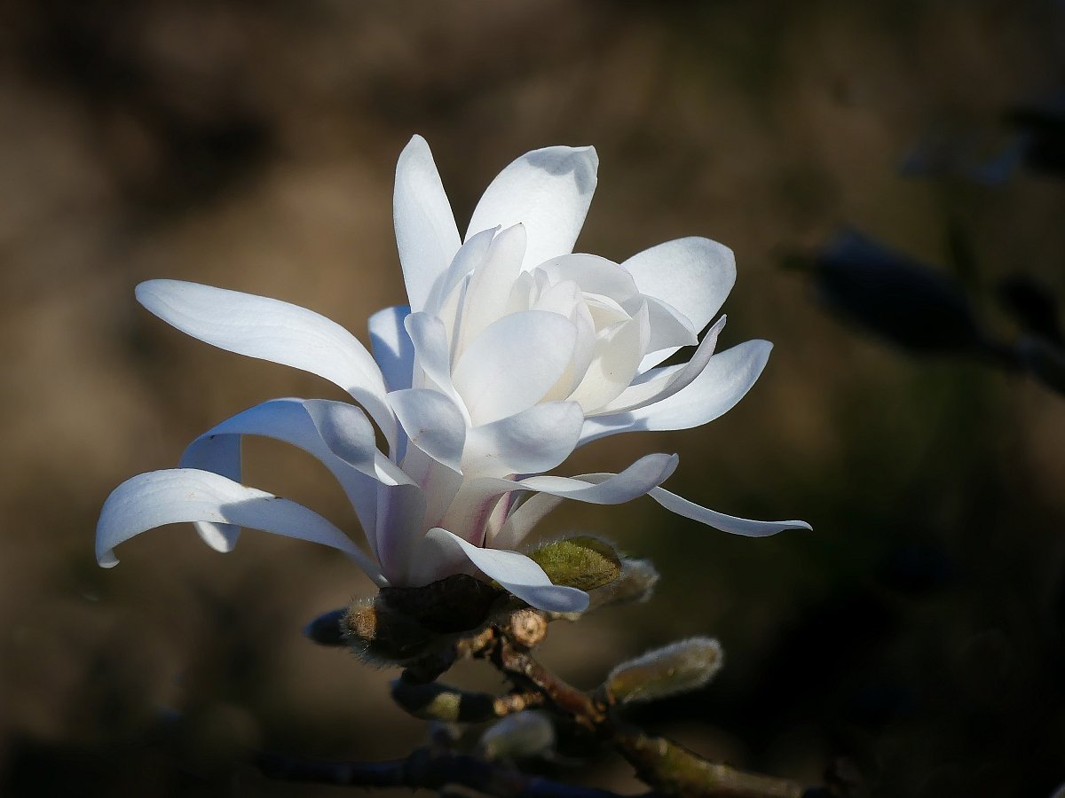 Magnolie...