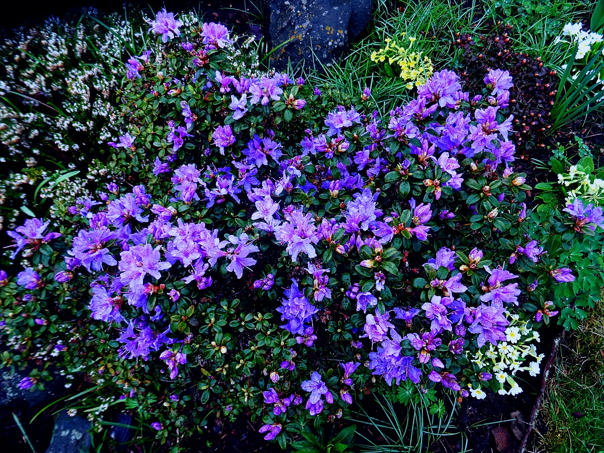 Skalkový rododendron...