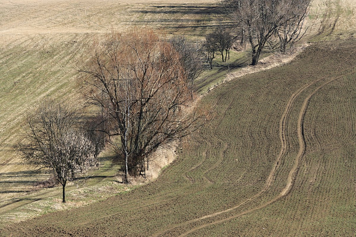 Stromořadí