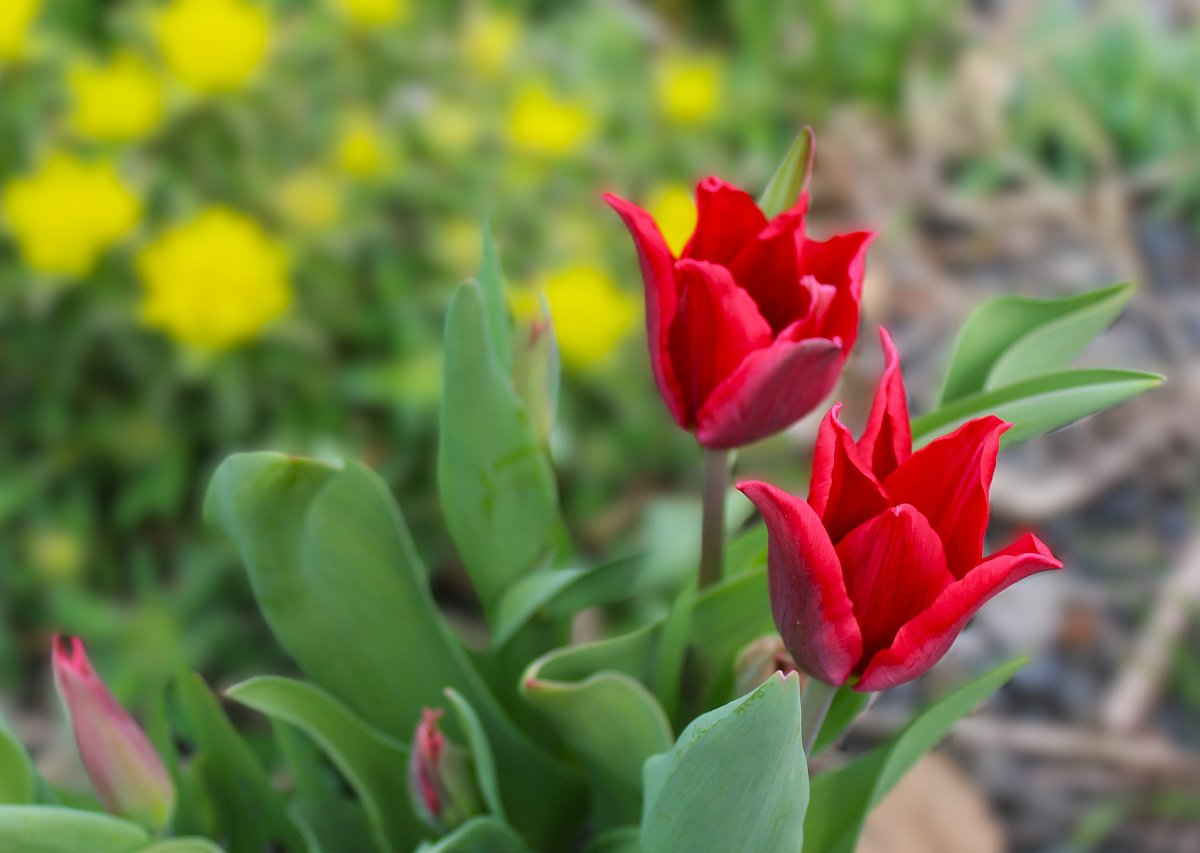 Když rozkvetou tulipány