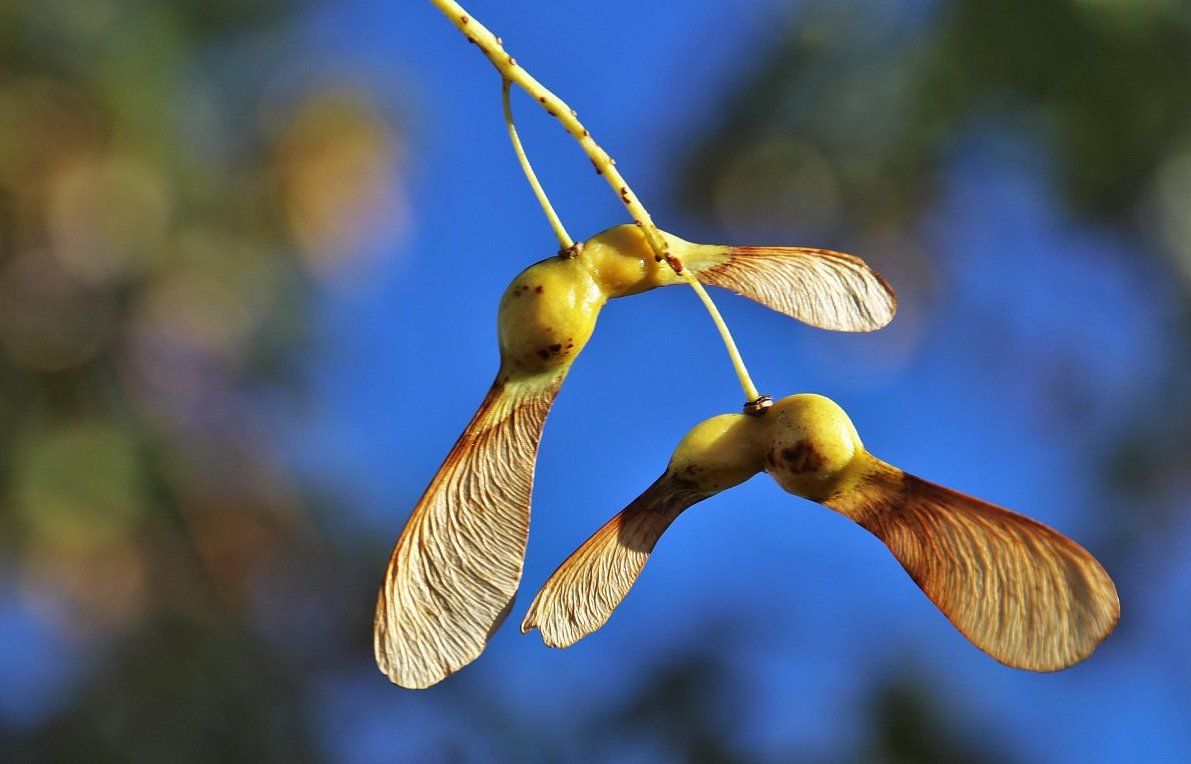 Křidélka. Vzpomínka na léto 1973