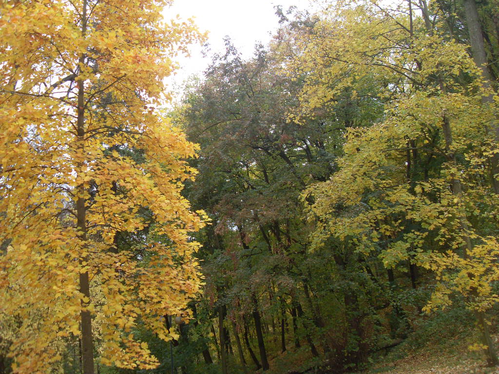 Stromy hýří barvami