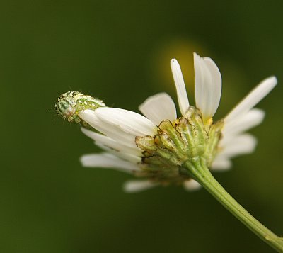 makro-344.jpg