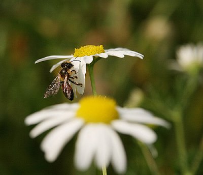 makro-350.jpg