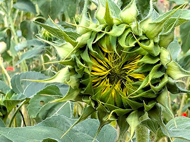 I ještěrky mají karmu aneb vzpomínky na soužití s havětí všeho druhu